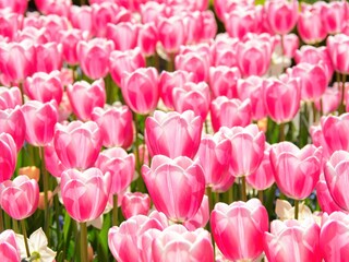 Fototapeta premium Tulips blooming during springtime on the flower beds