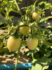 tomatoes on the vine
