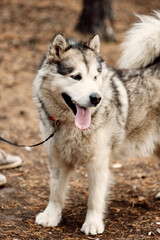 Alaskan Malamute on nature in the autumn park. Domestic pet.