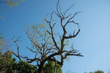 tree and sky
