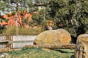 Groups of ring-tailed Lemurs in their natural life environmental. Stone, green grass, trees and wooden materials.
