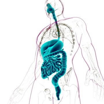 Human Digestive System Anatomy For Medical Concept 3D