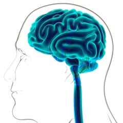 Human Brain Anatomy For Medical Concept 3D