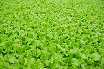 Agricultural Vegetable Field with Green Lettuce. Growing Vitamins Salad Leaves Plant Harvest Produce on Farmland. Natural Organic Healthy Food on Countryside Farm Plantation Horticulture