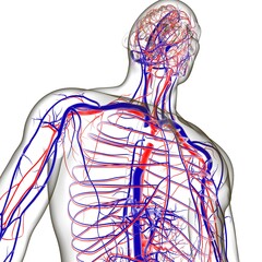 Human Arteries And Veins For Medical Concept 3D