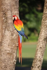 Scartlet Macaws - Red Lapas - Guacamayas in Costa Rica