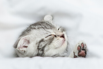 Cozy scottish kitten sleeps under blanket on a bed at home. Top down view