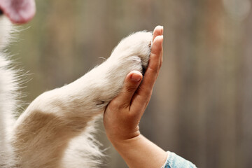 Dog is giving paw to the woman. Dog's paw in human's hand. Domestic pet.