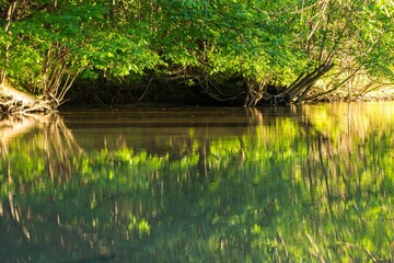 evening on the river in the trees reflected