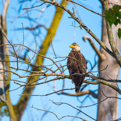 Juvenile Bald Eagle sitting on a tree branch.Ottawa National Wildlife Refuge.Ohio.USA