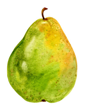 Ripe green, yellow pear. Juicy watercolor illustration. Fruit clipart on a white background.