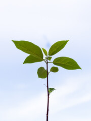 Avocado sprout against the background of the white window. A young plant with leaves.