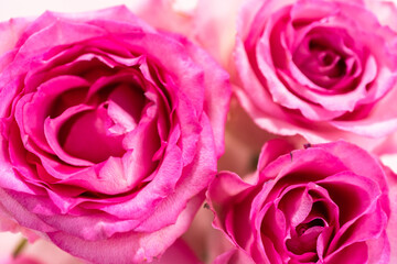 Pink roses
