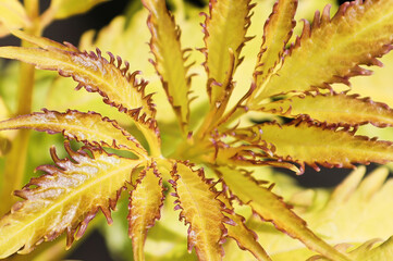 Macro of golden lemon colored leaves on an elder shrub