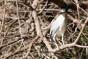 black crowned night heron in the forest