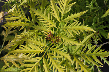 Feather like leaves on an elder bush