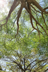 Landscape the big tree with nature background