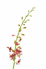A orchid isolated on a white background