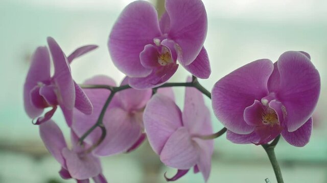 Delicately blooming purple orchids, beautiful purple orchid in nature, Pink orchid flower blooming, beautiful pink orchid in nature, close up view, close up view.