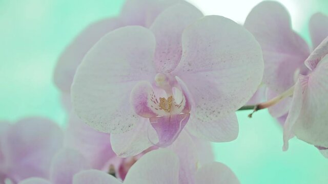 Orchids flowers bloom in spring adorn the beauty of nature, a rare wild orchid decorated in tropical gardens
