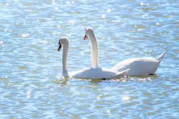 Obraz premium Two Graceful white Swans swimming in the lake, swans in the wild