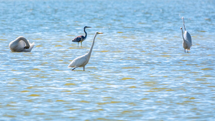 Graceful water birds, white Swan and white and grey herons swimming in the lake.