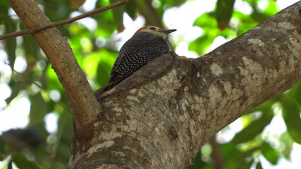 Fototapeta premium Tropical birds