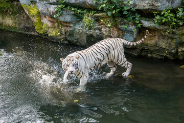 The white tiger stands in the water, it is a pigmentation variant of the Bengal tiger.  Such a...