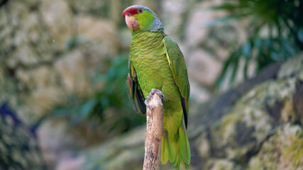 Tropical birds