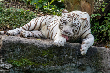 Fototapeta na wymiar The white tiger use tongue to lick the paw. It is a pigmentation variant of the Bengal tiger. Such a tiger has the black stripes typical of the Bengal tiger, but carries a white or near-white coat.