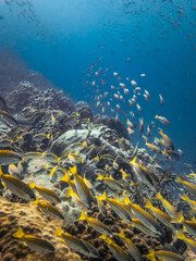 Fototapeta na wymiar school of yellowtail in Thailand ocean sea