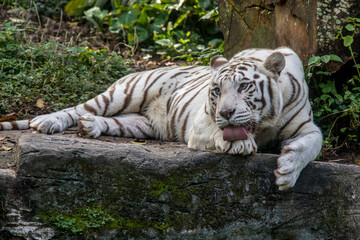 Fototapeta na wymiar The white tiger use tongue to lick the paw. It is a pigmentation variant of the Bengal tiger. Such a tiger has the black stripes typical of the Bengal tiger, but carries a white or near-white coat.