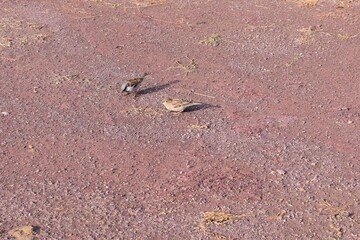 two birds searching food on land background