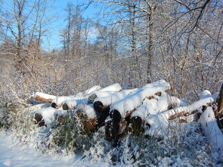 tree in snow