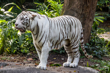 Naklejka na ściany i meble The white tiger with tongue out, it is a pigmentation variant of the Bengal tiger. Such a tiger has the black stripes typical of the Bengal tiger, but carries a white or near-white coat.
