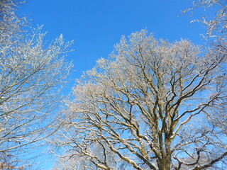 trees in winter