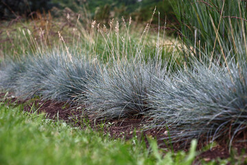 Several plants of a festuca glauca of blue color grow in a cereal garden among different herbs.