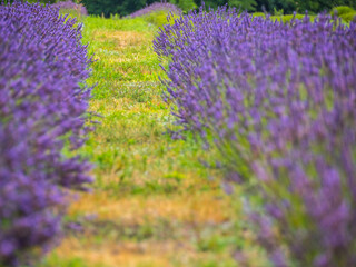 lavender