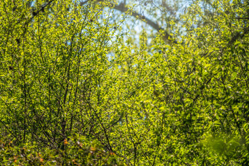 Green bushes with young leaves in the sunset