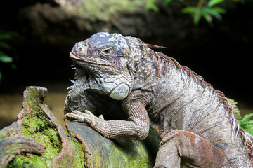 Fototapeta premium The green iguana, also known as the American iguana, is a large, arboreal, mostly herbivorous species of lizard of the genus Iguana.
