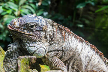 The green iguana, also known as the American iguana, is a large, arboreal, mostly herbivorous species of lizard of the genus Iguana.