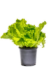 Green lettuce bush in a pot on a white background