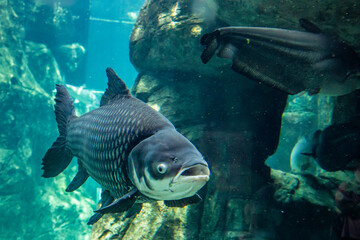 The Siamese giant carp (Catlocarpio siamensis) is the largest species of cyprinid in the world. These migratory fish are found only in the Mae Klong, Mekong, and Chao Phraya River basins in Indochina.