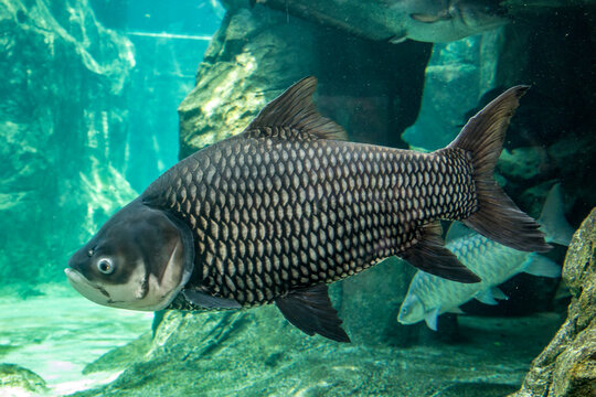 The Siamese giant carp (Catlocarpio siamensis) is the largest species of cyprinid in the world. These migratory fish are found only in the Mae Klong, Mekong, and Chao Phraya River basins in Indochina.