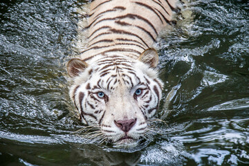 The white tiger stands in the water, it is a pigmentation variant of the Bengal tiger.  Such a tiger has the black stripes typical of the Bengal tiger, but carries a white or near-white coat. © Danny Ye