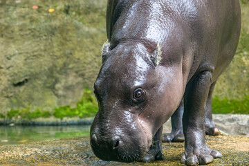 The pygmy hippopotamus (Choeropsis liberiensis or Hexaprotodon liberiensis) is a small hippopotamid...
