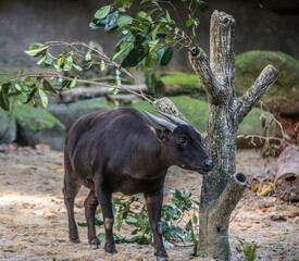 The lowland anoa is a small bovid, t is most closely allied to the larger Asian buffaloes, showing the same reversal of the direction of the hair on their backs. The horns of the cows are very small