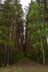 The road in the woods. Tall trees. Narrow passage.