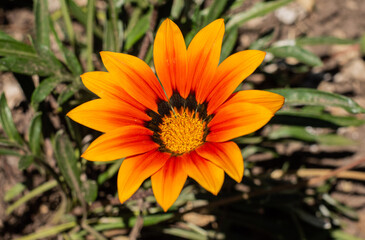 Del jardín de la abuela