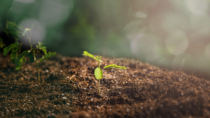 The seedlings are growing from the rich soil with the morning sun shining. Young Plant Growing In Sunlight. ecology concept.
